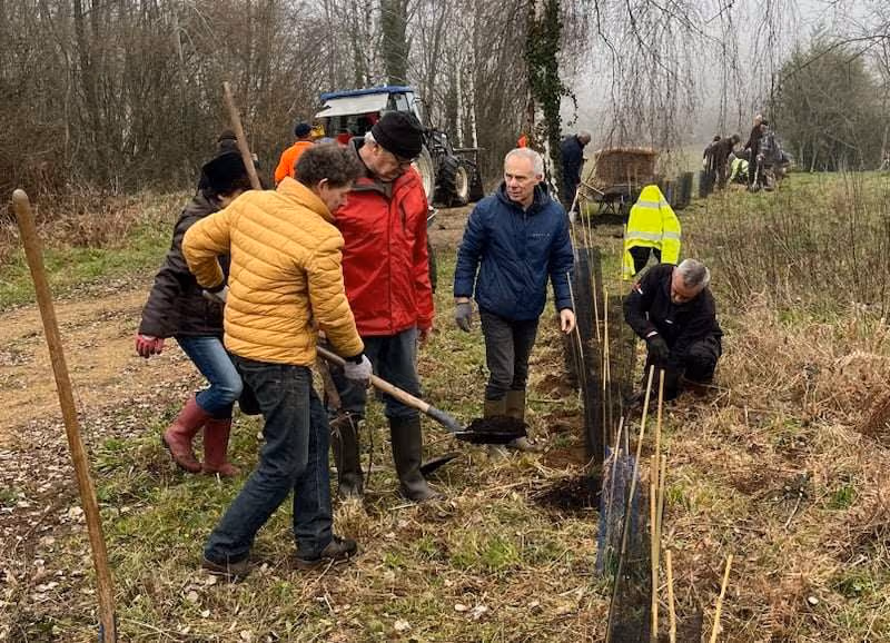 Des bénévoles plantent de jeunes arbres le long d’une haie