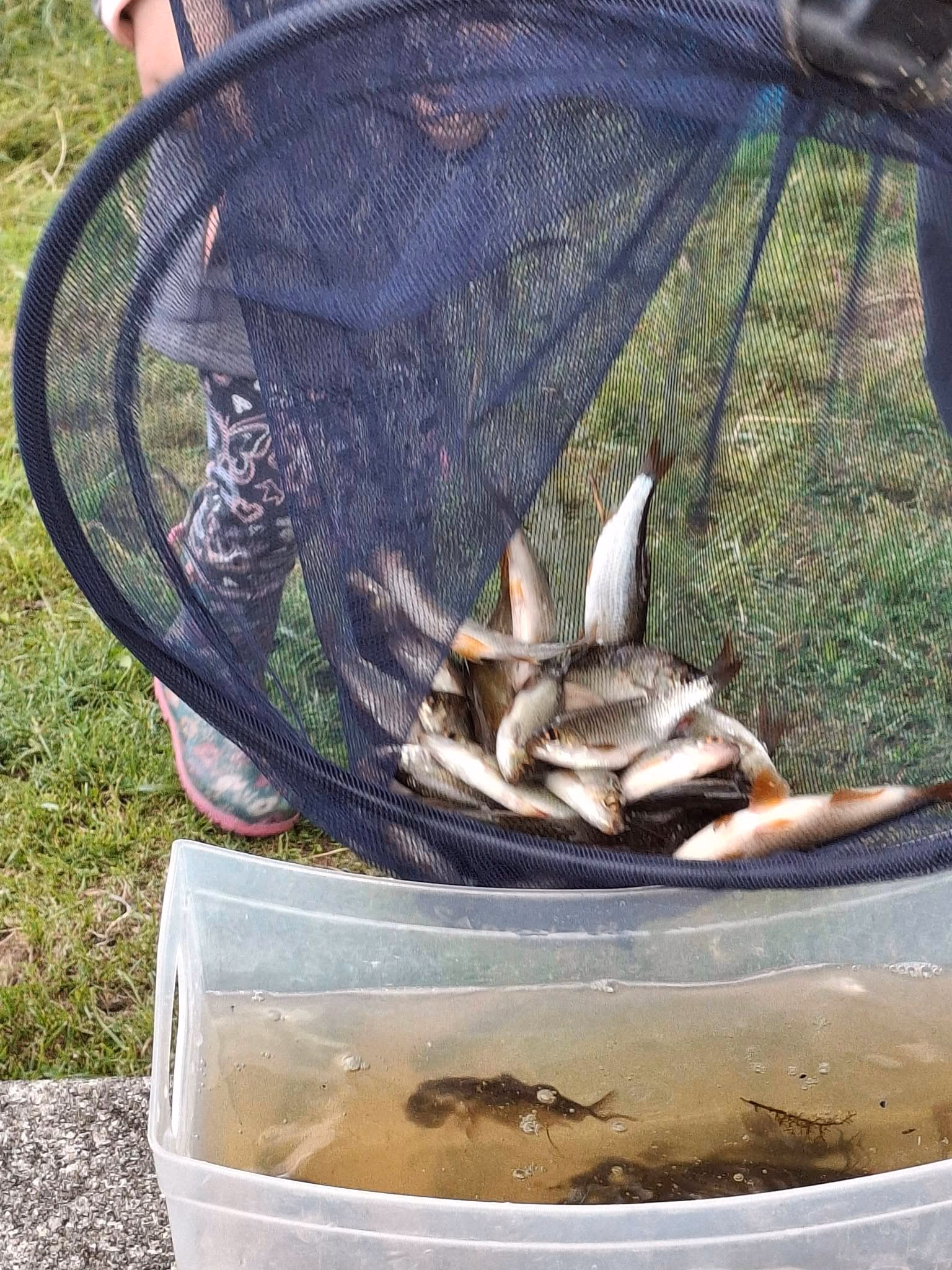Découverte des poissons pêchés